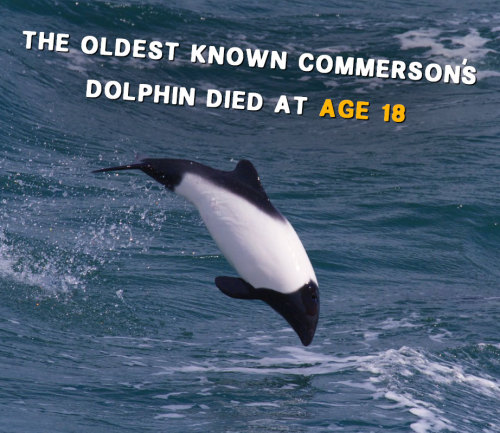 vbasement:  Get to know dolphins! 