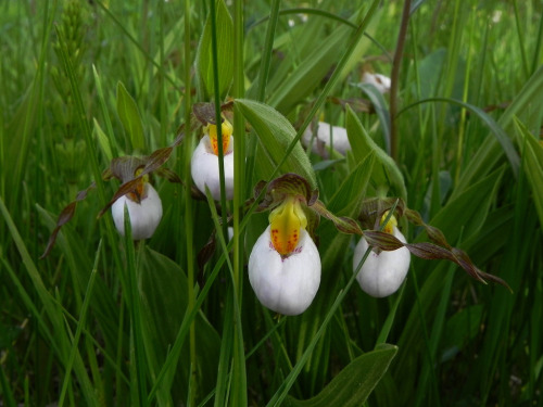 Sex testicle plants! orquidofilia:  A small portion pictures