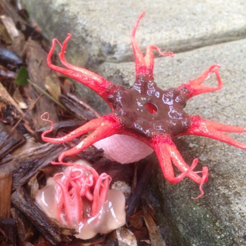 tullyfolk:Mother Aseroe rubra and spawn. Inter-generational mayhem.