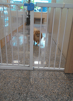 katswenski:  For the record, yes, I am ashamed I didn’t think of “Deadpoodle”
