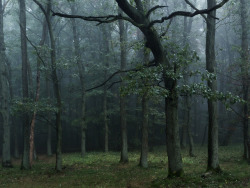 90377:  Im Wald by Felix Wesch  