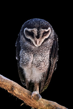 owlsday:  Sooty Owl