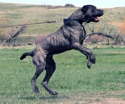 1.5 year old Neo Mastiff from Tornabene Bandogge Mastiff. This dog is awesomeeee.