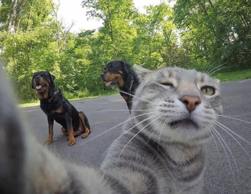 Porn photo aww-so-pretty:  This cat have better selfies