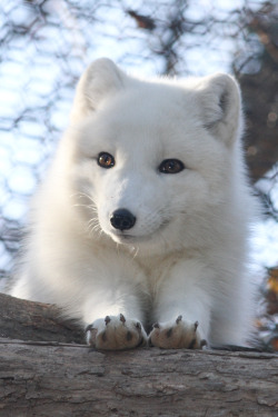 awwww-cute:  An arctic fox pup with an infectious