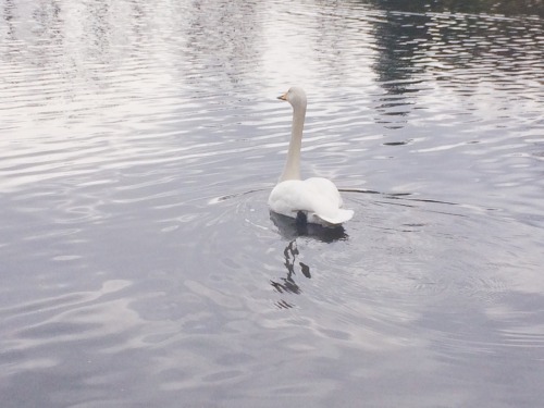 littlesoftheart:The swan was all alone in a lake in the middle of the winter