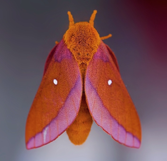 mothmyspace:anisota virginiensispink-striped oakworm mothlocation: north america