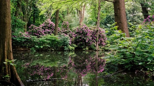 meolog: nature’s mirror (shot on Fuji Pro 400h)  instagram 