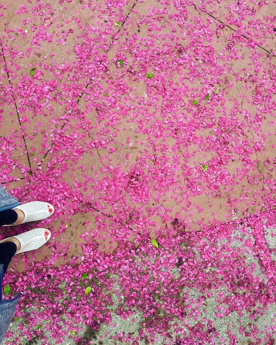 pink petal season is here ! 😍 (at Saint Paul, Minnesota)
https://www.instagram.com/p/BxncGzAh9cd/?igshid=1df70s3ie1quc