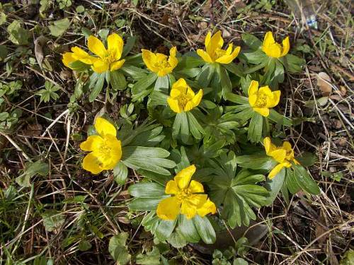 Spring flowers &amp; a bee - mid-February 2022 - Wroclaw, Poland.