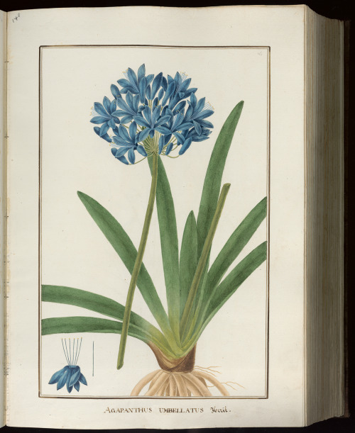 Botanical illustrations by BaldassareCattrani. PHAIDRA University of Padova archive.org