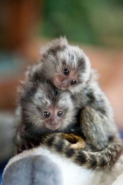 animals-riding-animals:  marmoset riding marmoset