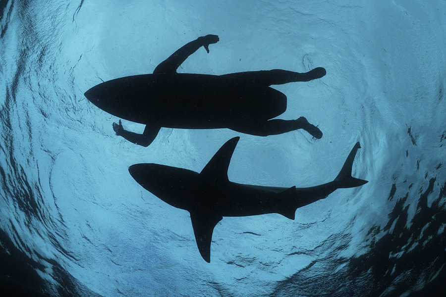 Conservation photographer Thomas Peschak shares his thoughts on co-existing with sharks and photographing the powerful animals.
Photograph by Thomas Peschak