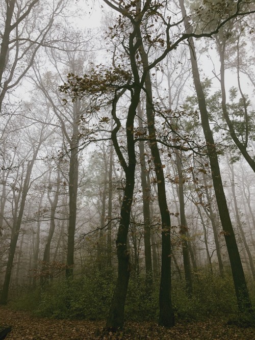 Foggy woods photo journal part XI. Visegrad mountains, Hungary.Photo taken by me.