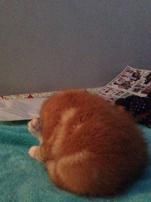 thecutestcatever:fuckyeahfelines:i’m pretty sure this is my cat.That’s a cheese ball