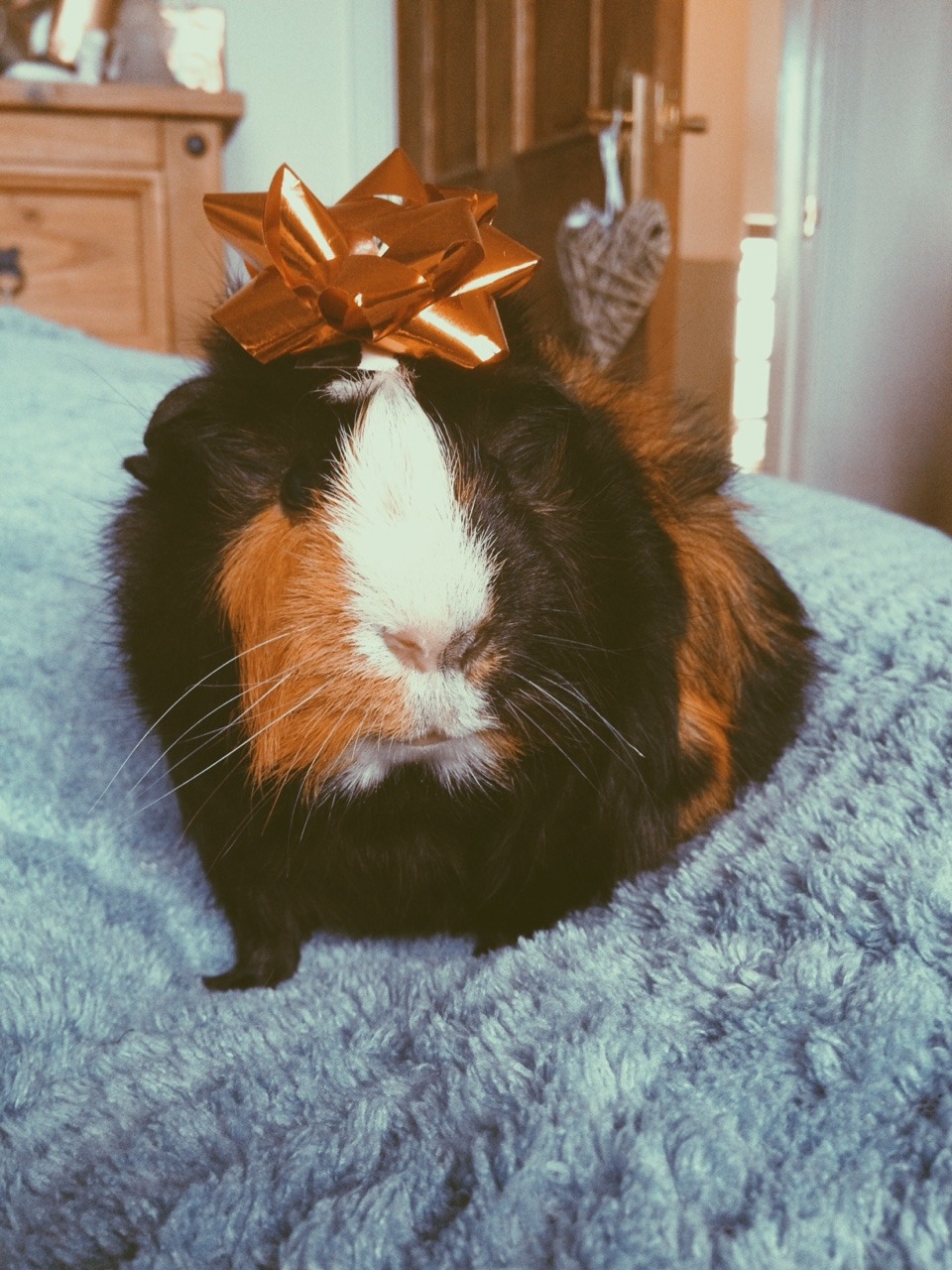 eleanorlouisemills:  Boo is loving life rn. His first christmas🎄🎁🎀💥