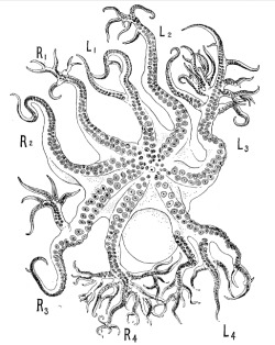 biologicalmarginalia:  More anomalous Japanese octopuses. This condition doesn’t afflict only one arm per individual; one specimen captured in 1884 (first image) had a total of 90 branches, with all arms being affected but one. Another individual captured