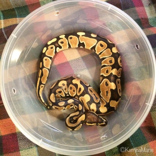 wiggly-noodles:Look at those colours!She gets prettier every day