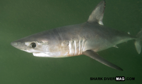 No one is entirely sure how the porbeagle got its name.  Some have suggested that it is a combi
