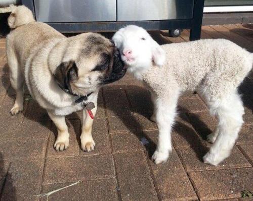 memewhore:  pleatedjeans:  18 Animals Way More in Love Than You’ll Ever Be  Well that caption was just hurtful and unnecessary *cries* 