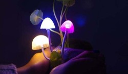 awesomeshityoucanbuy:  Light Up Mushroom