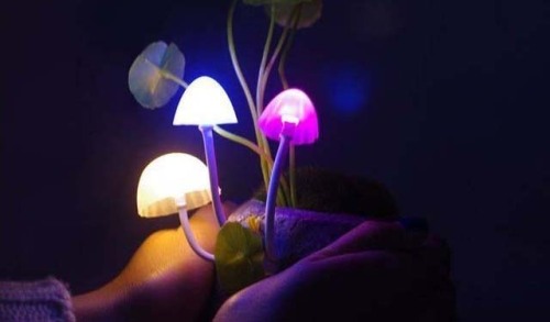 awesomeshityoucanbuy:  Light Up Mushroom LampsBring unparalleled beauty in addition to an awesome tripiness factor to any indoor landscape using the light up mushroom lamps. These solar powered lamps provide an energy efficient way to bring a subtle hint