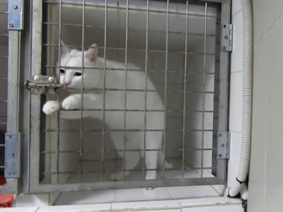 gifcraft:  Smart Cat Escapes Cage  Video:http://dovga.net/video/5536/koshka-nauchilas-ubegat-iz-kletki