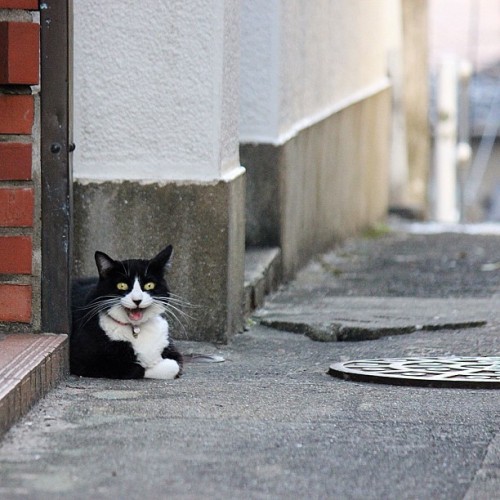 torinocat:  ニャッハッハ