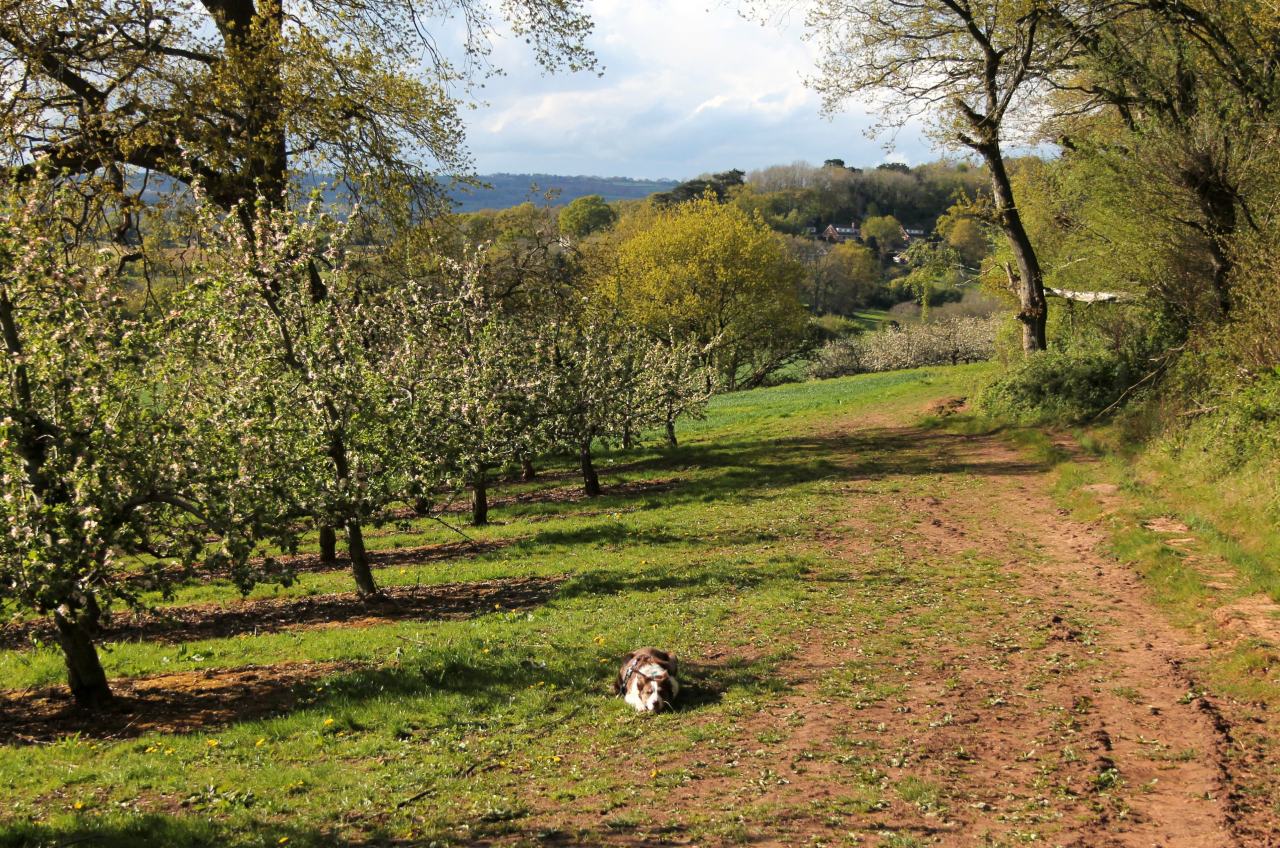 5th May I’d planned on a woodland walk but Flynn kept asking if we could go play in the orchards & crop fields (1st pic, he’