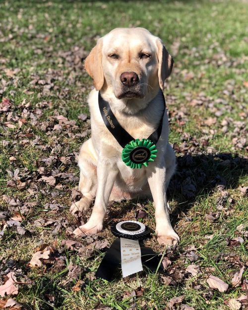 Squinty Scully had much more fun than it appears, I promise TWO ribbons today She even tried to catc