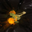 taprootandseeds