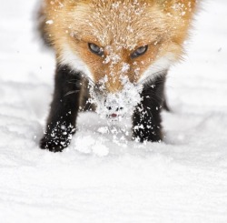 beautiful-wildlife:Intent stare by © Cathy