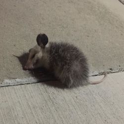 Found one of my kitties tormenting this little guy.. (Don&rsquo;t worry he&rsquo;s just playing dead) I moved him to safety after taking the picture 🐭 by 6feetofsunshine