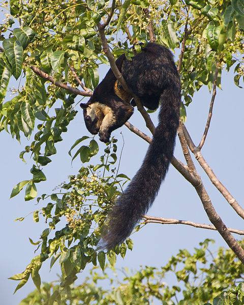 cool-critters:  Black giant squirrel (Ratufa bicolor) The black giant squirrel is