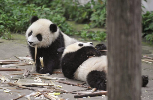 giantpandaphotos:  © Culture In Cart. 