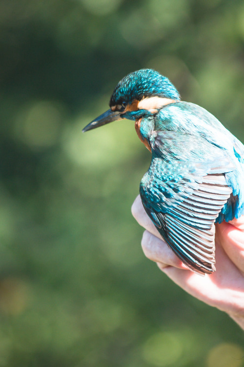 Gorgeous kingfisher (16.09.18)