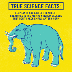 jetbluehumankinda:  Elephants are highly