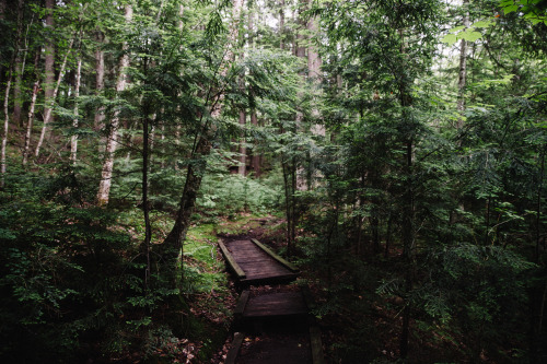 jonahreenders:white pine trail, Pictured Rocks National LakeshoreBy: Jonah Reenders