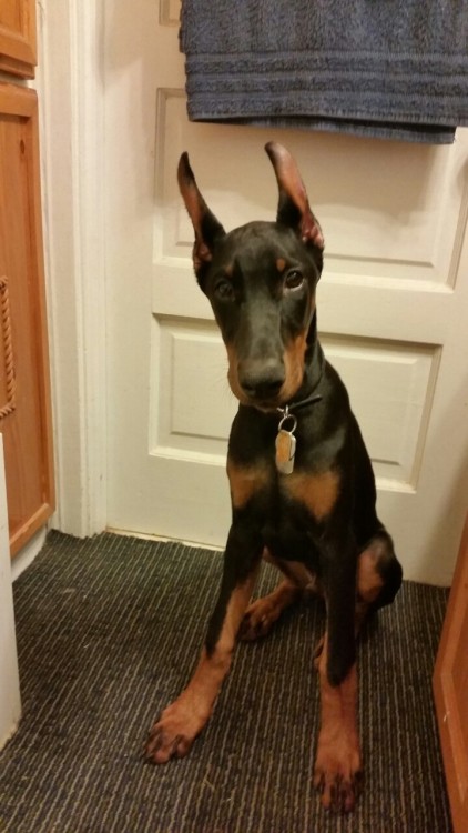 doberbutts:  19 weeks old! We’ve hit a small hiccup (stomach infection and reaction to the tape for his ears) but look! He finally fits into that rolled leather!