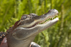 sdzoo:  Reptiles  and amphibians are sometimes