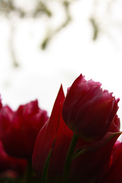 Tulips 2013 (80 of 120).jpg on Flickr.