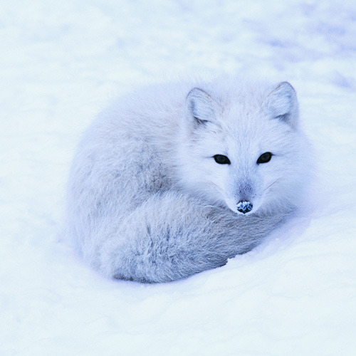 everythingfox:I love powdered donuts