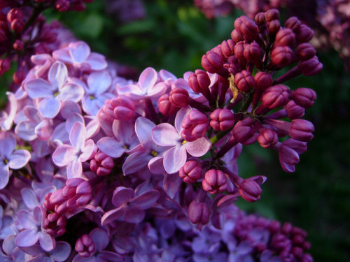 wooden-folks:Lilac by lakewentworth on Flickr.