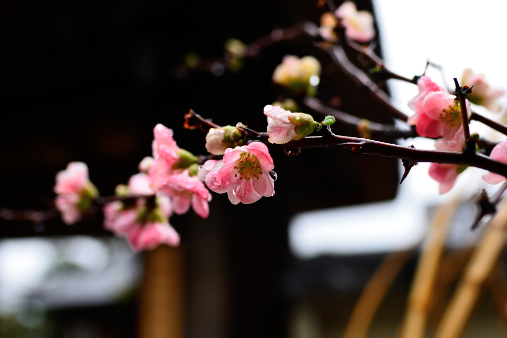 k641739021:  (via 街角の生け花の写真(画像) 写真ID:4284625- 写真共有サイト:PHOTOHITO)