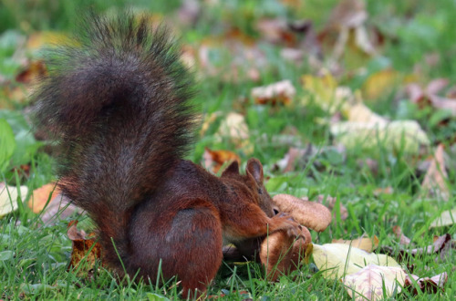 Red squirrel or Eurasian red squirrel/ekorre (Sciurus vulgaris).