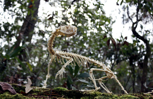 snakeybones: Min.k skeleton articulation