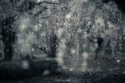 landscape-photo-graphy:The Enchanting Japanese Spring Photographed by Hidenobu Suzuki Japanese beaut