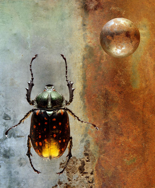 Coleoptera, 2003 - by Jo Whaley (1953),  American