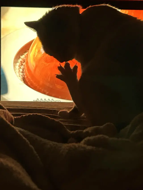 obscyra1