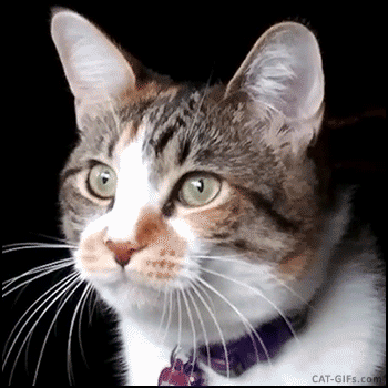 catsdogsgifs:  http://catsdogsgifs.tumblr.com/